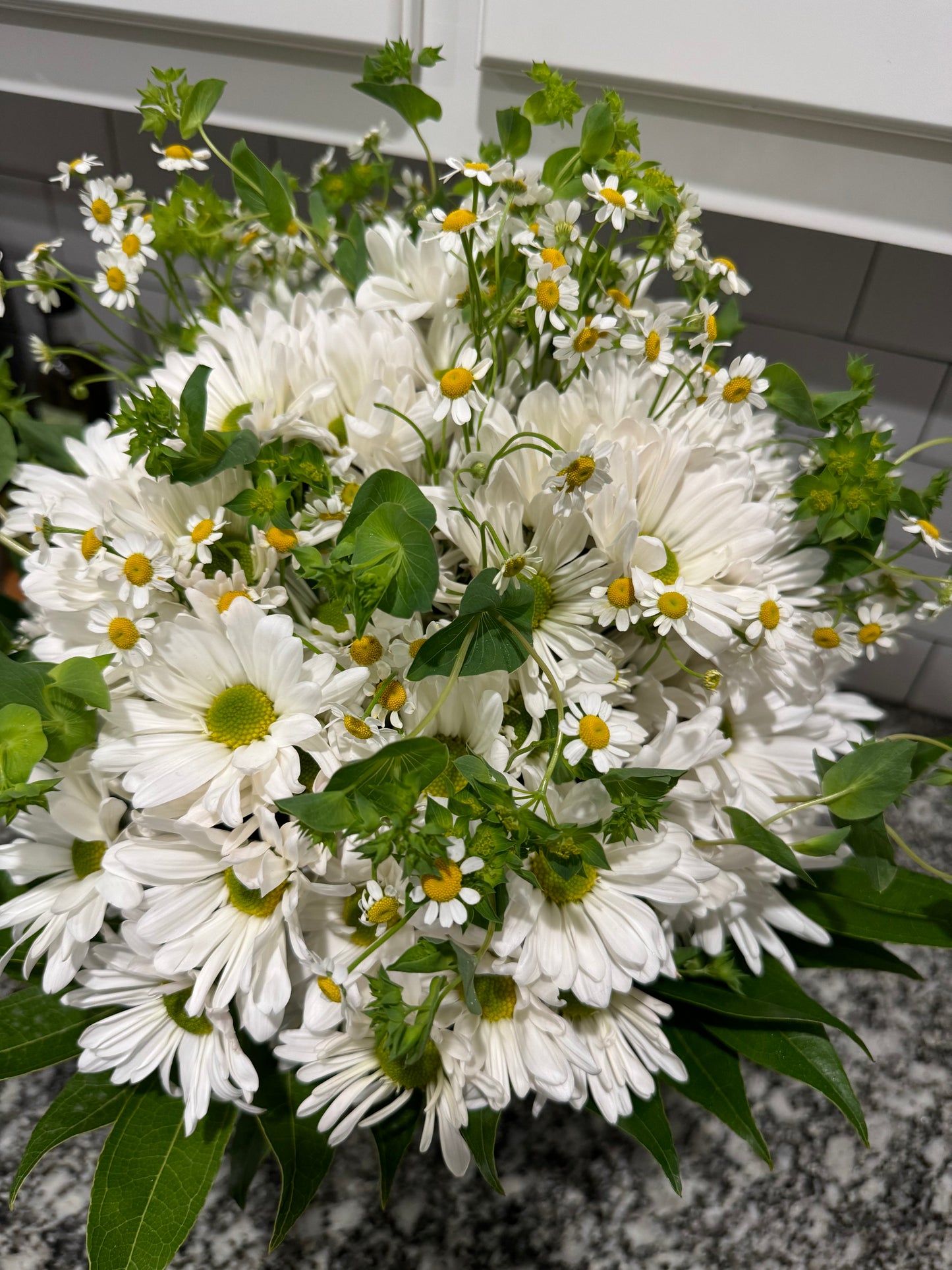 Daisy flowers